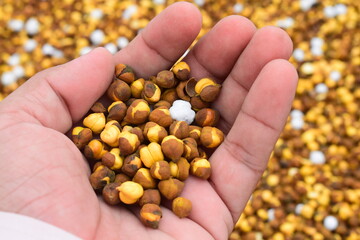 Roasted Chickpea/chana known as Pakistan or Phutana in Hindi