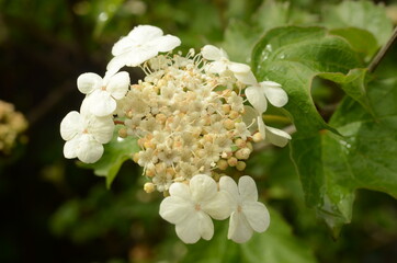 spring flowering viburnum.
