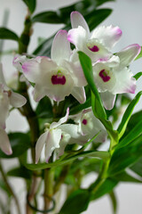 Beautiful white and pink Dendrobium Orchid flowers growing at home on a white background, close-up,...