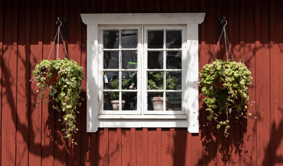 Fototapeta na wymiar Swedish red cottage with white window. Flower in the window and behind the window._