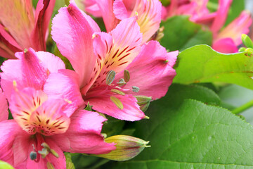 Alstroemeria (in german Inkalilien) Alstroemeria