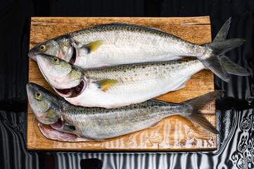 Three Australian Salmon, Arripis trutta or Kahawai, gutted and gilled on a wet board. Important Australian sport and food fish.