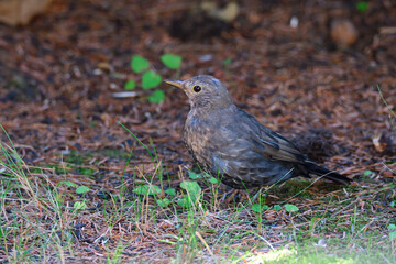	
Amsel in der Mauser	
