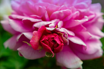 Red rose close-up among roses