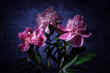 Naklejka na ściany i meble Three pink peony flowers on a blue brick wall background