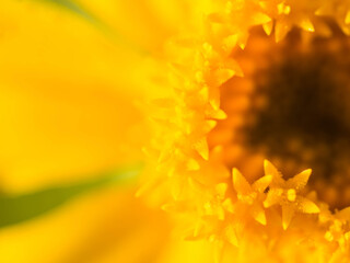 Macro shot of Field Marigold (Calendula) Flower.