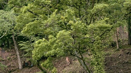 A deer living in a forest in Arashiyama, Kyoto