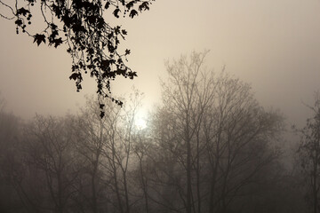 Obraz na płótnie Canvas Hazy winter morning - sun rising behind trees