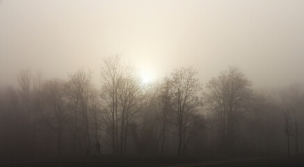 Fototapeta na wymiar Hazy winter morning - sun rising behind woods