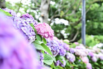 紫陽花