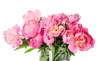 Beautiful peony flowers on white background
