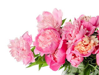 Beautiful peony flowers on white background