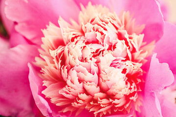 Beautiful peony flower, closeup view