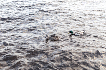 two ducks in the water