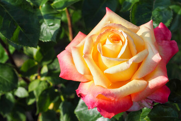 large pink and yellow rosebud among green leaves in the garden