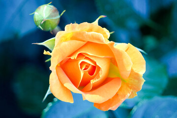 yellow-pink rosebud on a blurry green background top view