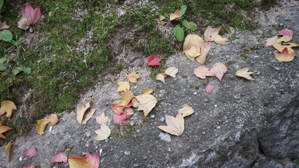 fallen autumn leaves