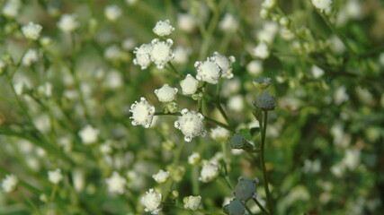 white flowers on a meadow