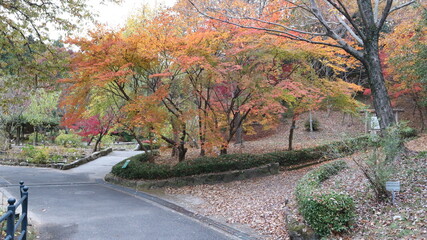 Fototapeta premium road in autumn