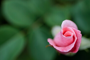 Macro image of a Rose bud.