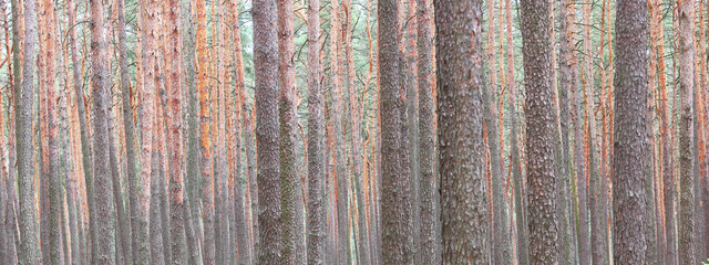 Pine forest with beautiful high pine trees against other pines with brown textured pine bark in summer in sunny weather