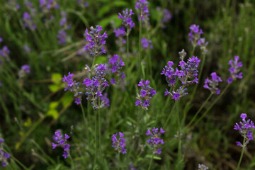 Blooming lavender flowers in the summer garden herbal  background