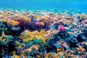 Naklejka na ściany i meble Beautifiul underwater colorful coral reefs