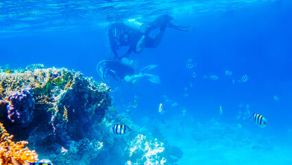 Naklejka na ściany i meble Beautifiul underwater world with tropical fish and divers