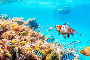 Coral reefs and fish, underwater world