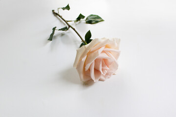 single light beige color rose on a white background