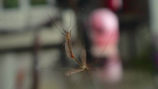 Pair of tipulas crane flies mating on glass window, close up macro still shot