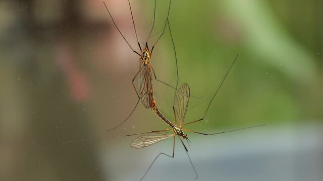 Couple of tipula insects mating on glass surface attached together, macro close up still shot