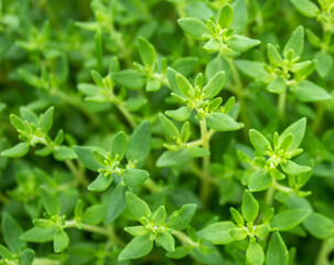 Fototapeta na wymiar Thyme strings. Fresh green thyme plant growing in a herb garden. Breckland, Thymus serpyllum, Thymus vulgaris, Common Thyme, Whole thyme. Herbs for cooking. Selective focus, closeup.
