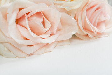 macro ivory color wedding roses flowers on a white background