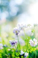 beautiful purple flowers on a meadow close up view