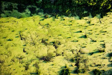 Mysteriously pond with old stumps and snags in front of the forest, top aerial view