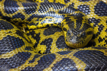 Large Curled Burmese Python Snake (Python bivittatus), Pretoria, South Africa
