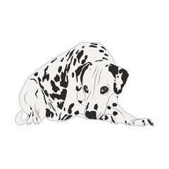 Dalmatian dog isolated on white background