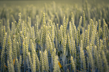 Fototapeta premium Weizen Cerealien