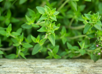 Thyme strings. Fresh green thyme plant growing in a herb garden. Breckland, Thymus serpyllum, Thymus vulgaris, Common Thyme, Whole thyme. Herbs for cooking. Selective focus, closeup.