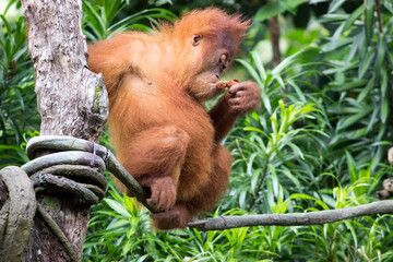 Baby Orang Utan on the tree