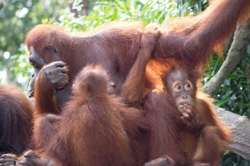 An orangutan family