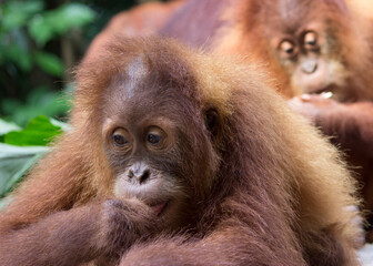 The little orangutan