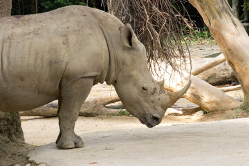 Obraz premium Rhinoceros in captivity