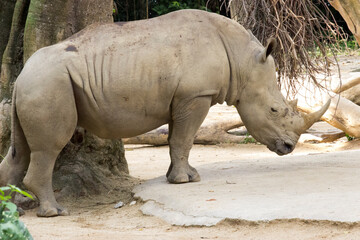 Rhinoceros in captivity