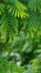 green fern leaves