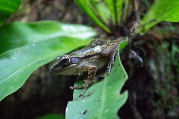 Tree frog