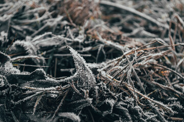 Leaves and grass were covered with frost.