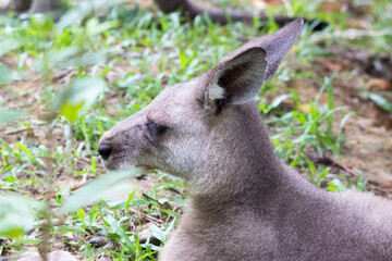 Kangaroo in the zoo