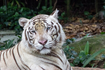 White Tiger